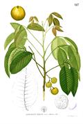 cottonfruit ، میوه کتان